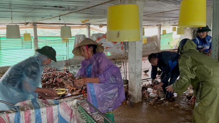 Thanh Hóa: Các cấp Hội khẩn trương khắc phục hậu quả bão số 3- Ảnh 2. Thanh Hóa: Các cấp Hội khẩn trương khắc phục hậu quả bão số 3- Ảnh 2.