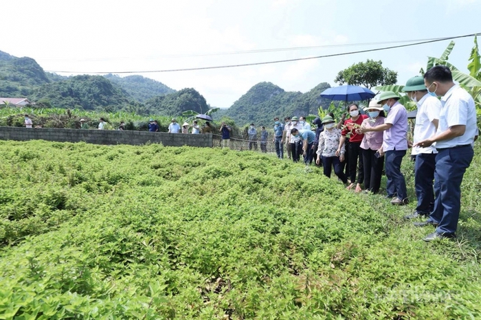 Cao Bằng: Trồng thạch đen để giảm nghèo - Ảnh 1. Cao Bằng: Trồng thạch đen để giảm nghèo - Ảnh 1.
