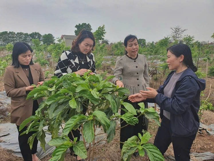Mô hình kiểu mẫu từ cây thuốc bản địa góp phần xây dựng nông thôn mới- Ảnh 4. Mô hình kiểu mẫu từ cây thuốc bản địa góp phần xây dựng nông thôn mới- Ảnh 4.