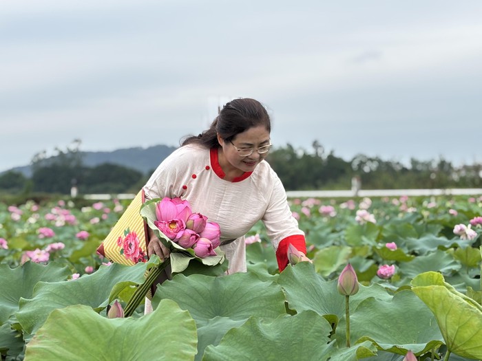 Biến đất hoang thành đầm sen, thu tiền triệu mỗi ngày- Ảnh 1. Biến đất hoang thành đầm sen, thu tiền triệu mỗi ngày- Ảnh 1.