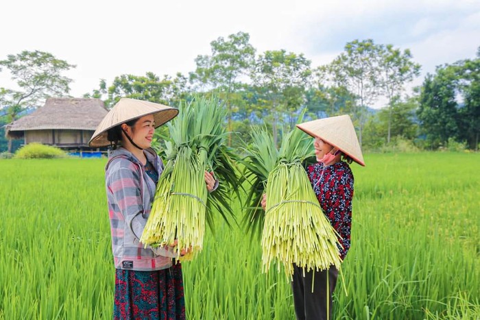 Giữ hồn giống gạo nếp quê hương- Ảnh 1. Giữ hồn giống gạo nếp quê hương- Ảnh 1.