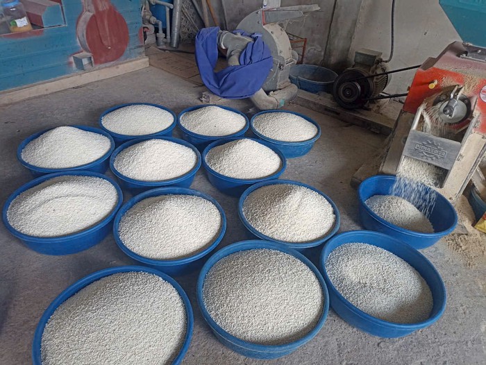 Giữ hồn giống gạo nếp quê hương- Ảnh 2. Giữ hồn giống gạo nếp quê hương- Ảnh 2.