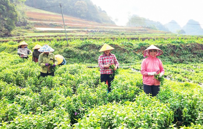 Cao Bằng: Hiệu quả kinh tế từ mô hình trồng cỏ ngọt
- Ảnh 1.