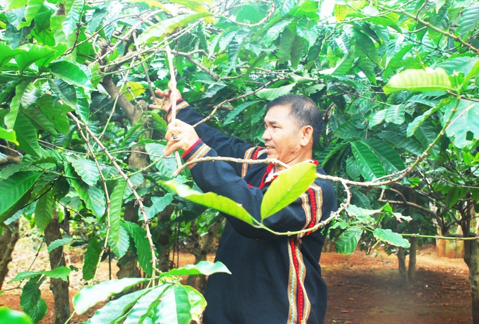 Chính sách đất đai hỗ trợ người dân tộc thiểu số phát triển kinh tế hiệu quả- Ảnh 1. Chính sách đất đai hỗ trợ người dân tộc thiểu số phát triển kinh tế hiệu quả- Ảnh 1.