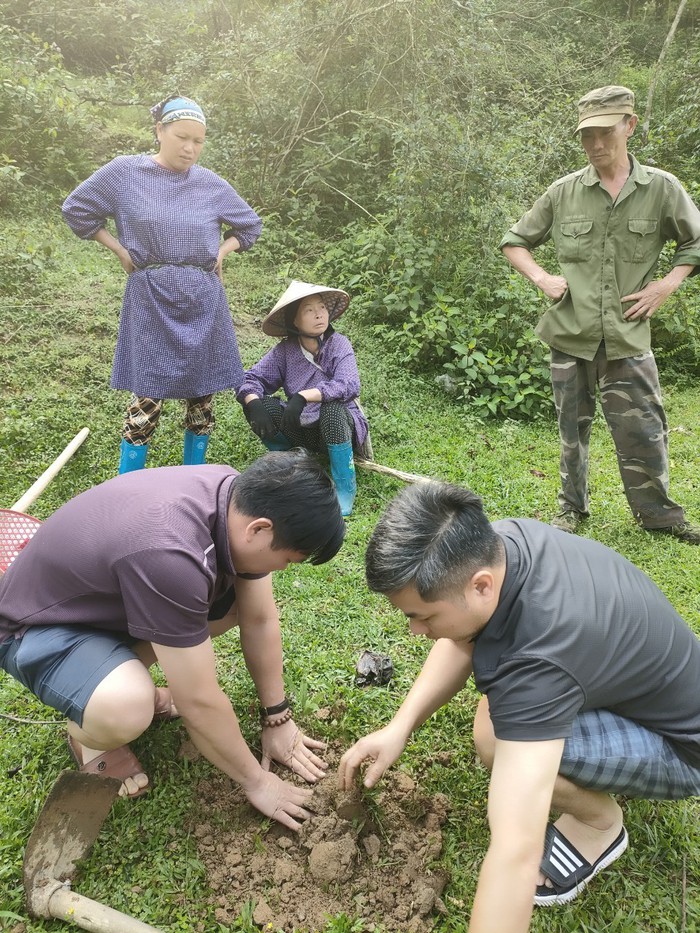 Mô hình trồng giang lấy lá góp phần phát triển kinh tế nông thôn miền núi- Ảnh 1. Mô hình trồng giang lấy lá góp phần phát triển kinh tế nông thôn miền núi- Ảnh 1.