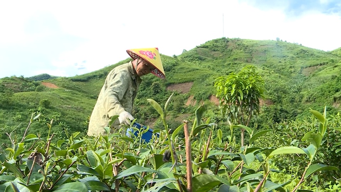 Điểm tựa giúp người dân Lai Châu vươn lên thoát nghèo- Ảnh 1. Điểm tựa giúp người dân Lai Châu vươn lên thoát nghèo- Ảnh 1.