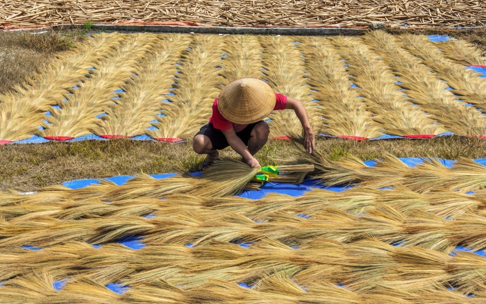 "Sống khỏe" bằng nghề làm chổi đót- Ảnh 3. "Sống khỏe" bằng nghề làm chổi đót- Ảnh 3.