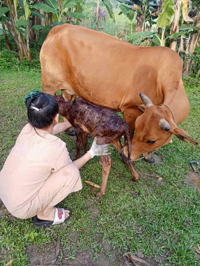 Hiệu quả từ chương trình trao bò giống, mở lối thoát nghèo ở Nghệ An- Ảnh 5.