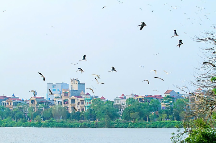 Giữa lòng Phố Hiến, Hưng Yên: Bình yên những cánh cò- Ảnh 7. Giữa lòng Phố Hiến, Hưng Yên: Bình yên những cánh cò- Ảnh 7.