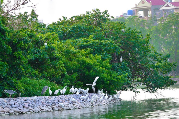Giữa lòng Phố Hiến, Hưng Yên: Bình yên những cánh cò- Ảnh 3. Giữa lòng Phố Hiến, Hưng Yên: Bình yên những cánh cò- Ảnh 3.