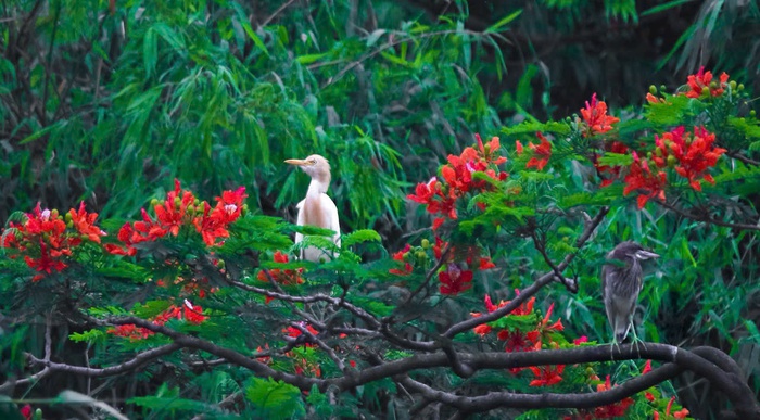 Giữa lòng Phố Hiến, Hưng Yên: Bình yên những cánh cò- Ảnh 9. Giữa lòng Phố Hiến, Hưng Yên: Bình yên những cánh cò- Ảnh 9.