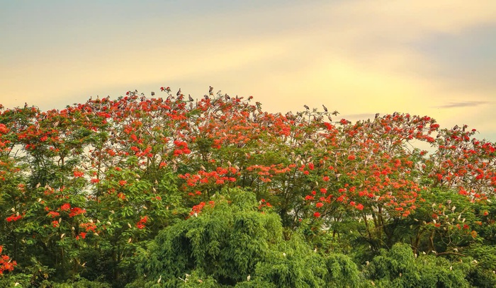 Giữa lòng Phố Hiến, Hưng Yên: Bình yên những cánh cò- Ảnh 12. Giữa lòng Phố Hiến, Hưng Yên: Bình yên những cánh cò- Ảnh 12.