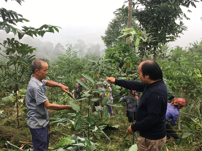 Phát triển kinh tế rừng góp phần giảm nghèo bền vững- Ảnh 1. Phát triển kinh tế rừng góp phần giảm nghèo bền vững- Ảnh 1.