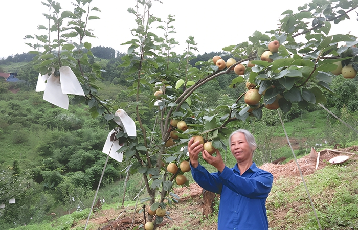 Người dân xã Ngân Sơn chăm sóc cây lê VH6