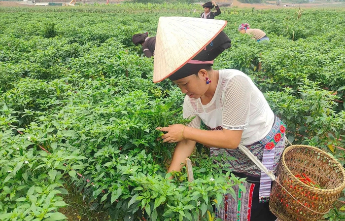 Phấn đấu đến năm 2030, toàn tỉnh Lai Châu có 10 xã đạt chuẩn Nông thôn mới- Ảnh 1.