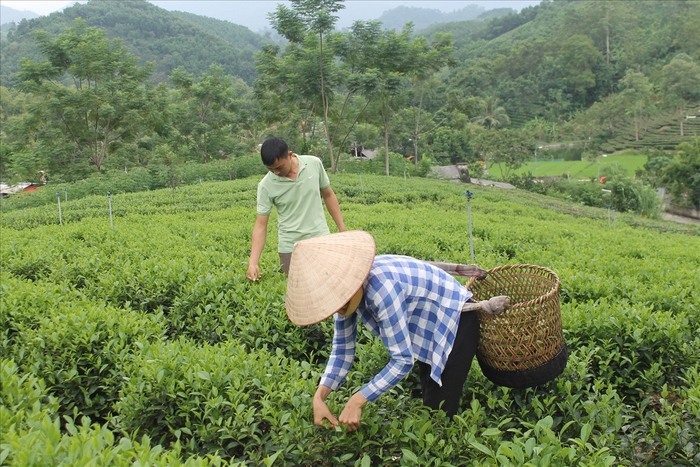 "Đòn bẩy" giúp người dân phát triển kinh tế nông nghiệp hiệu quả- Ảnh 2.