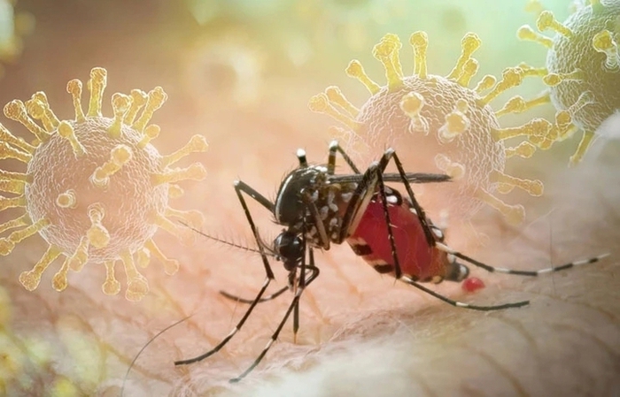 Không nên tự ý điều trị khi có dấu hiệu mắc Chikungunya - Ảnh 1.
