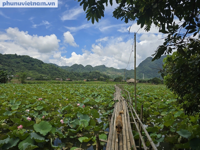 Ý tưởng làm du lịch từ đầm sen quê của người phụ nữ dân tộc Tày - Ảnh 2.