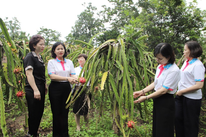 Lãnh đạo Hội LHPN Việt Nam kiểm tra, giám sát việc thực hiện Dự án 8 tại Tuyên Quang- Ảnh 1.