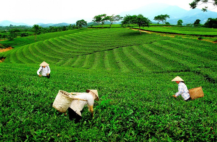 Xã Phú Nhuận xây dựng nông thôn mới từ mô hình trồng chè- Ảnh 1. Xã Phú Nhuận xây dựng nông thôn mới từ mô hình trồng chè- Ảnh 1.