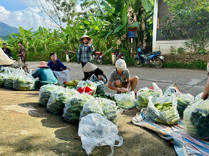 Phụ nữ Nghĩa Đô làm kinh tế hiệu quả từ mô hình liên kết trồng dưa leo- Ảnh 3.