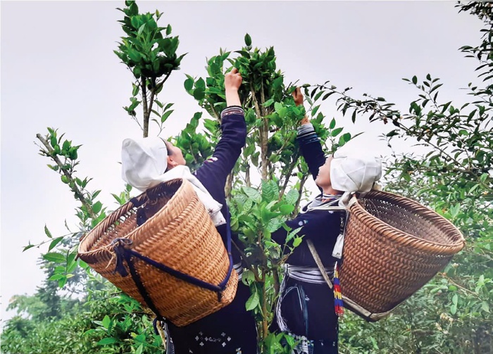 Tuyên Quang: "Chắp cánh" cho các sản phẩm OCOP vươn xa- Ảnh 1. Tuyên Quang: "Chắp cánh" cho các sản phẩm OCOP vươn xa- Ảnh 1.