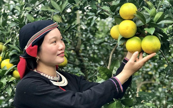 Tuyên Quang: Hỗ trợ phụ nữ nông dân sản xuất xanh bền vững- Ảnh 2. Tuyên Quang: Hỗ trợ phụ nữ nông dân sản xuất xanh bền vững- Ảnh 2.