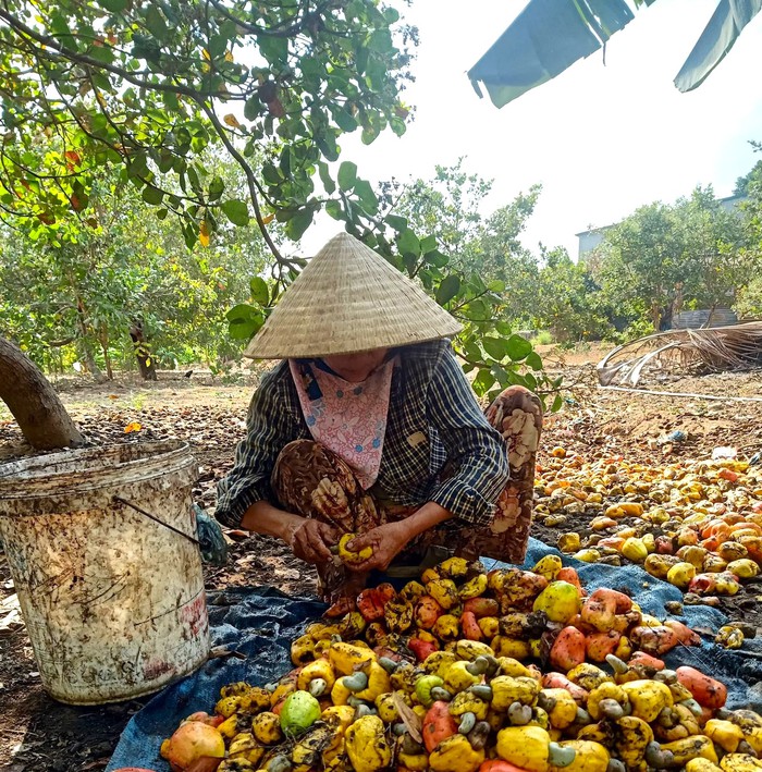 Ea Súp quan tâm xây dựng Tổ hợp tác giúp đồng bào dân tộc thiểu số phát triển kinh tế- Ảnh 3. Ea Súp quan tâm xây dựng Tổ hợp tác giúp đồng bào dân tộc thiểu số phát triển kinh tế- Ảnh 3.