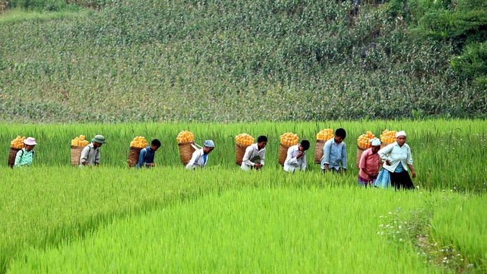 Mùa thu hoạch ngô ở Sơn La- Ảnh 4. Mùa thu hoạch ngô ở Sơn La- Ảnh 4.