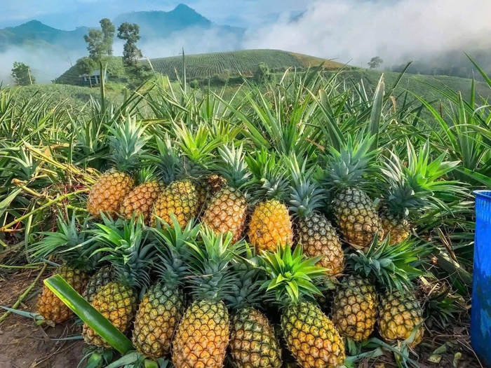 Mô hình trồng dứa mật giúp người dân xã biên giới vươn lên thoát nghèo- Ảnh 2. Mô hình trồng dứa mật giúp người dân xã biên giới vươn lên thoát nghèo- Ảnh 2.