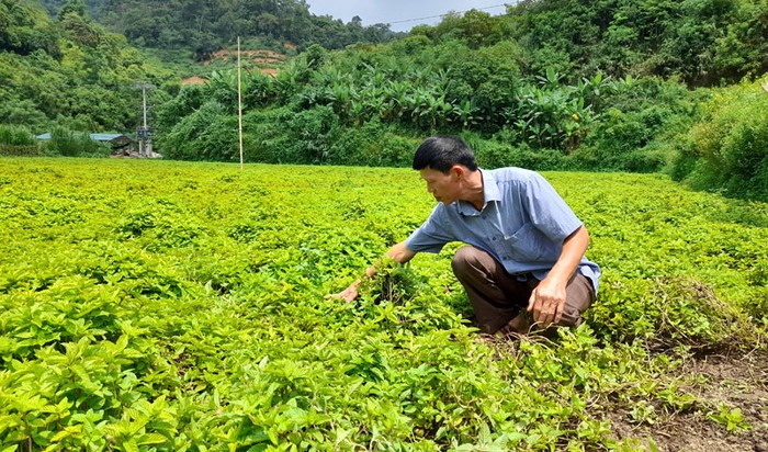Cao Bằng: Thực hiện giảm nghèo bền vững đồng bộ, hiệu quả- Ảnh 2. Cao Bằng: Thực hiện giảm nghèo bền vững đồng bộ, hiệu quả- Ảnh 2.