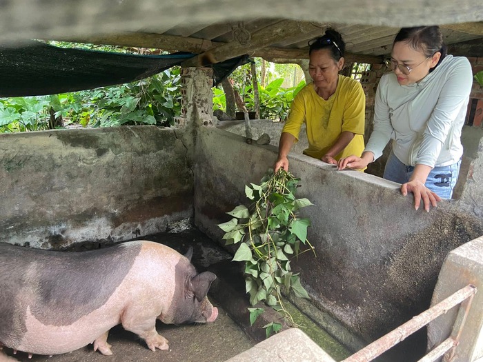 Chị Nguyễn Thị Thùy Dương, Chủ tịch Hội LHPN xã Hải Sơn tới thăm, kiểm tra lợn giống mà Hội LHPN xã trao tặng gia đình chị Tằng Tài Chể - Ảnh: Kim Ngân Chị Nguyễn Thị Thùy Dương, Chủ tịch Hội LHPN xã Hải Sơn tới thăm, kiểm tra lợn giống mà Hội LHPN xã trao tặng gia đình chị Tằng Tài Chể - Ảnh: Kim Ngân