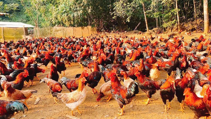 Mô hình vườn ao chuồng: Hành trình thoát nghèo của một phụ nữ vùng cao- Ảnh 1.