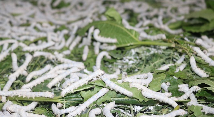 Hội viên, phụ nữ giúp nhau làm giàu từ mô hình trồng dâu nuôi tằm- Ảnh 2.