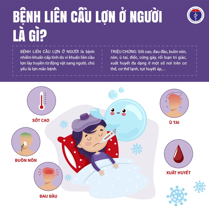 Cảnh báo khẩn: Tăng cường phòng chống bệnh liên cầu lợn lây sang người- Ảnh 1.