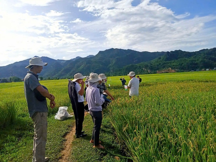 Canh tác lúa hữu cơ, hướng đi bền vững cho vùng đồng bào dân tộc thiểu số- Ảnh 1.