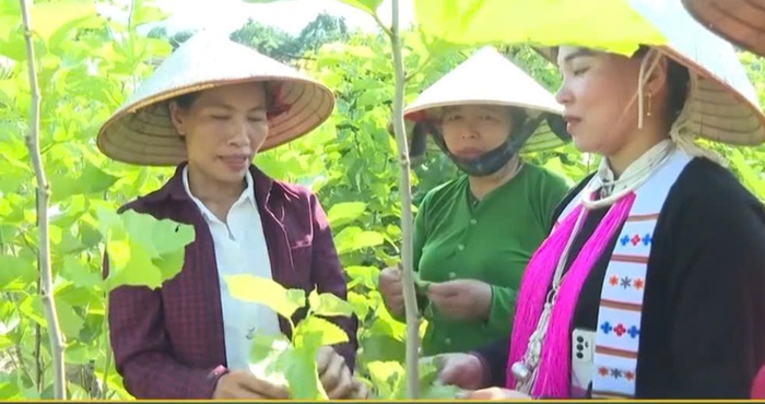 Hội viên, phụ nữ giúp nhau làm giàu từ mô hình trồng dâu nuôi tằm- Ảnh 1.