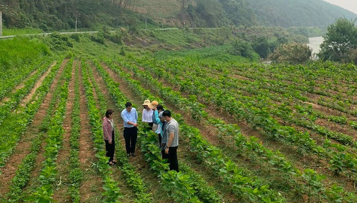 Hội viên, phụ nữ giúp nhau làm giàu từ mô hình trồng dâu nuôi tằm- Ảnh 3.