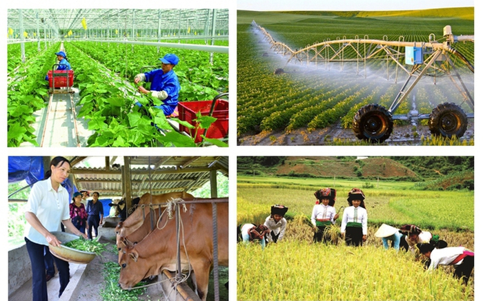 Phó Chủ tịch Hội LHPN Việt Nam Trần Lan Phương là Ủy viên Ban Chỉ đạo quốc gia về kinh tế tập thể- Ảnh 1. Phó Chủ tịch Hội LHPN Việt Nam Trần Lan Phương là Ủy viên Ban Chỉ đạo quốc gia về kinh tế tập thể- Ảnh 1.