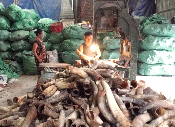 Thu nhập tiền tỷ từ nghề chế tác sừng độc nhất vô nhị- Ảnh 3.