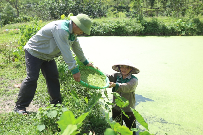 Vợ chồng tạo sinh kế bền vững từ nuôi ốc bươu- Ảnh 1.
