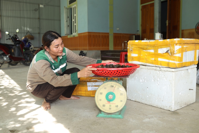 Vợ chồng tạo sinh kế bền vững từ nuôi ốc bươu- Ảnh 5.