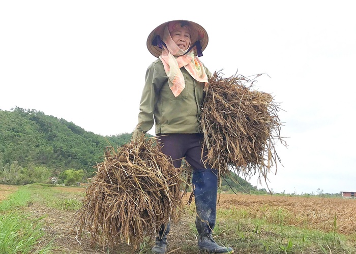 Đồng lúa Nghệ An chìm trong nỗi buồn mùa gặt- Ảnh 4.