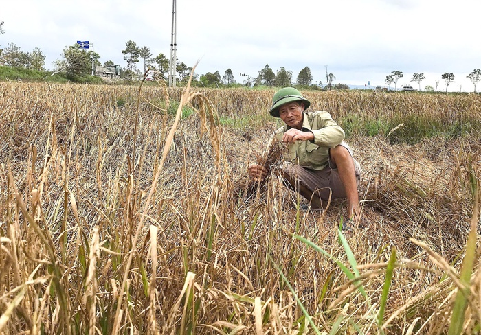 Đồng lúa Nghệ An chìm trong nỗi buồn mùa gặt- Ảnh 1.