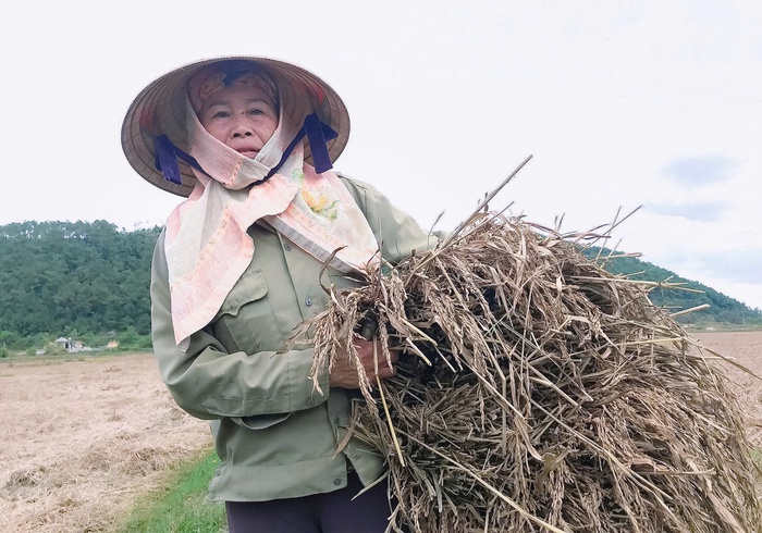 Đồng lúa Nghệ An chìm trong nỗi buồn mùa gặt- Ảnh 2.