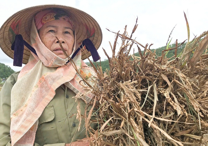 Đồng lúa Nghệ An chìm trong nỗi buồn mùa gặt- Ảnh 3.