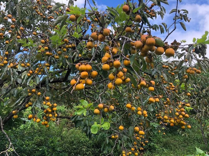 Mùa hồng chín ở núi Đại Huệ- Ảnh 1.