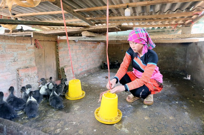 Dự án nông nghiệp - dinh dưỡng: Kiến tạo sinh kế bền vững cho đồng bào Sơn La- Ảnh 1. Dự án nông nghiệp - dinh dưỡng: Kiến tạo sinh kế bền vững cho đồng bào Sơn La- Ảnh 1.