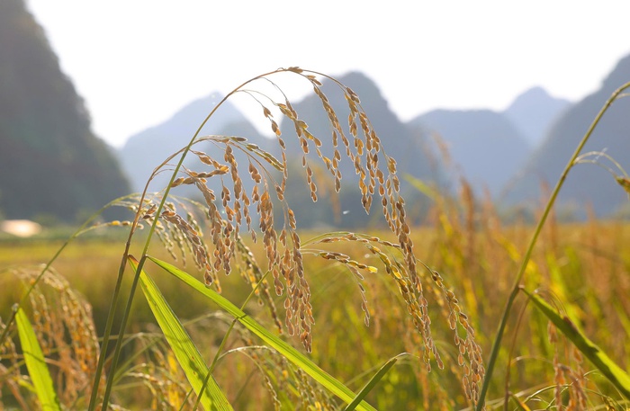 Mùa vàng Trùng Khánh- Ảnh 1.