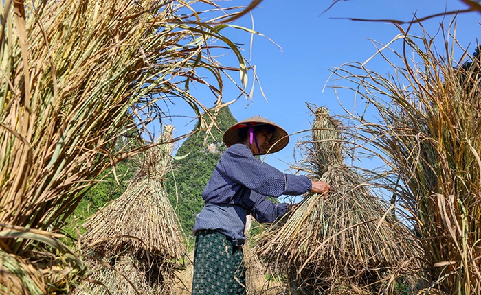 Mùa vàng Trùng Khánh- Ảnh 4.